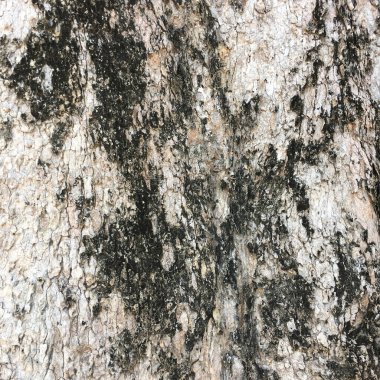 ağaç kabuğu dokusu arkaplanı.