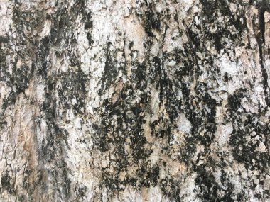 ağaç kabuğu dokusu arkaplanı.