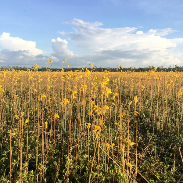 Frühling Hintergrund mit schönen gelben Blumen — Stockfoto