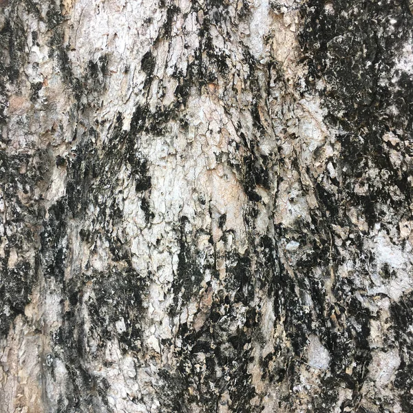 Фон текстуры коры дерева. — стоковое фото
