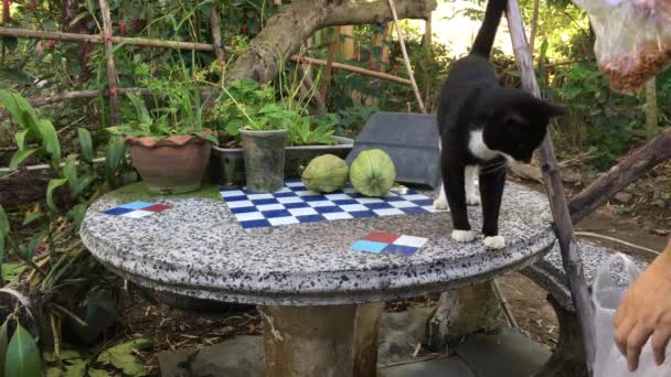 Katten äter mat på bordet. — Stockvideo