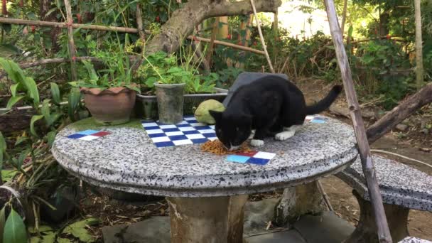 Gato comer comida en mesa . — Vídeos de Stock