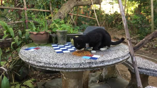 Katze frisst Futter auf Tisch. — Stockvideo