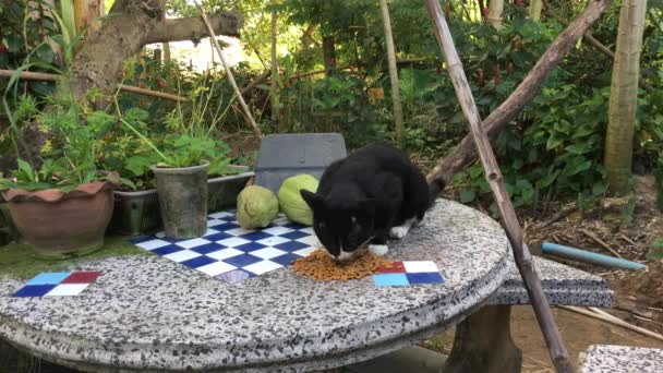 Katten äter mat på bordet. — Stockvideo