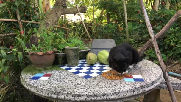 Katten äter mat på bordet. — Stockvideo