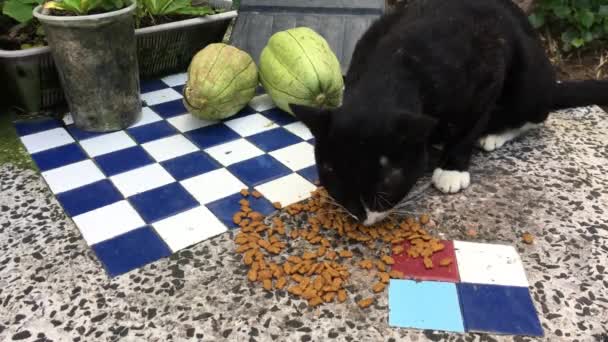 Katten äter mat på bordet. — Stockvideo