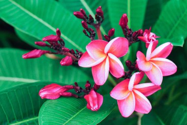 Plumeria pembe ve beyaz frangipani tropikal çiçek çiçek