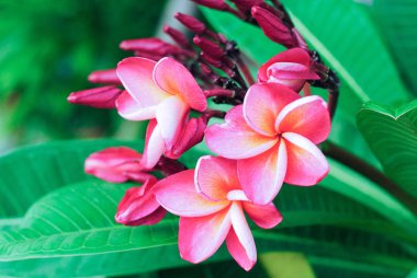 Plumeria pembe ve beyaz frangipani tropikal çiçek çiçek