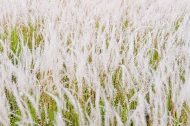 Sabahleyin çiçekler çim bulanık