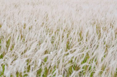 Sabahleyin çiçekler çim bulanık