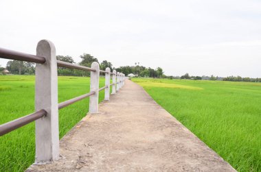  Yeşil pirinç alan beton köprü ile.