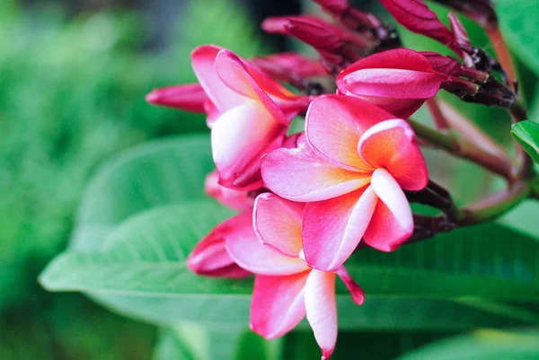 Plumeria flower roze en witte frangipani tropische bloem — Stockfoto