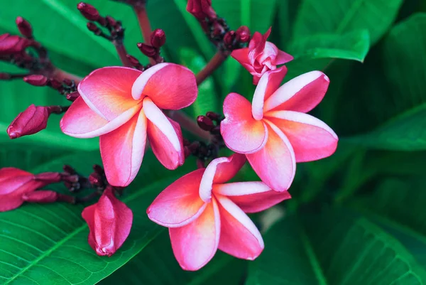 Flor de Plumeria flor tropical frangipani rosa y blanca —  Fotos de Stock
