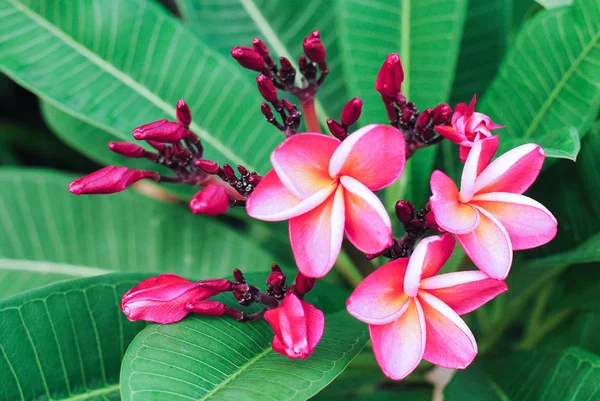 Flor de Plumeria flor tropical frangipani rosa y blanca —  Fotos de Stock