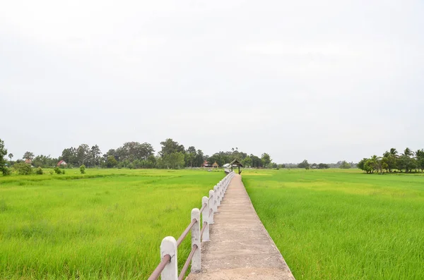 Зеленое рисовое поле с бетонным мостом . — стоковое фото