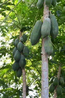 Bahçe papaya ağacında papaya