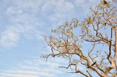 Tarladaki ölü ağaçlar