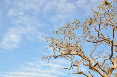 Tarladaki ölü ağaçlar