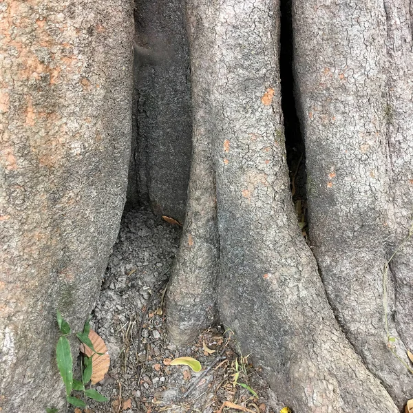 나무의 트렁크에 나무 껍질 — 스톡 사진