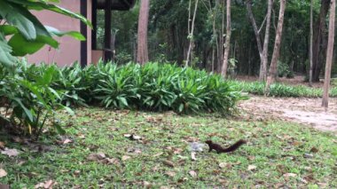 Bahçe ve yemek yeme birçok yeni doğan sincaplara.