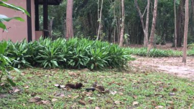 Bahçe ve yemek yeme birçok yeni doğan sincaplara.