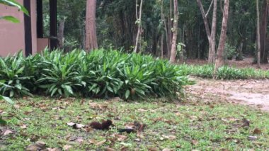 Bahçe ve yemek yeme birçok yeni doğan sincaplara.