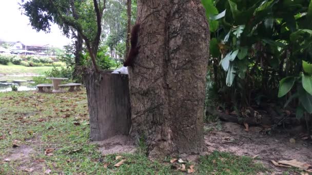 Molti scoiattoli in giardino e mangiare il cibo . — Video Stock