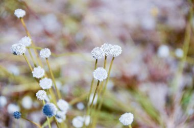 Tam Bloom, beyaz çiçekler görüntü alanı.