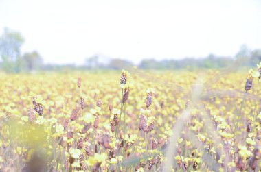 Tam Bloom, bulanıklık alan sarı çiçek.
