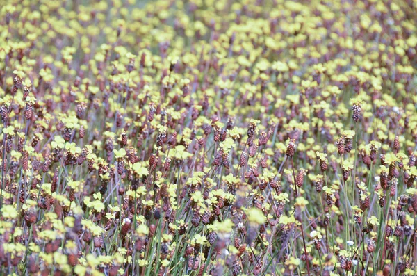 Flores amarelas em plena floração, campo de borrão . — Fotografia de Stock