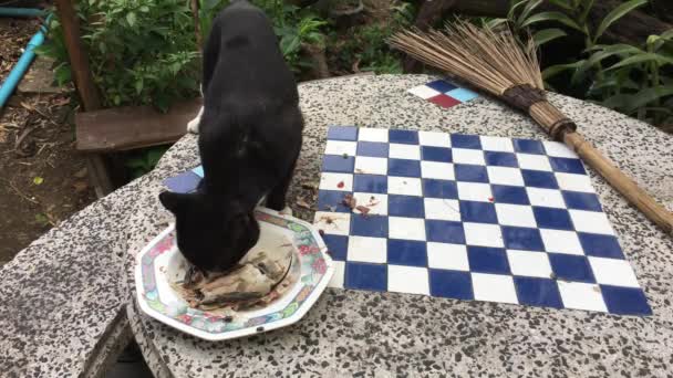 Schwarze Katze frisst Futter auf dem Tisch — Stockvideo