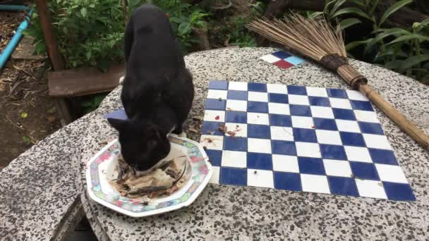 Gato negro comiendo comida en la mesa — Vídeos de Stock