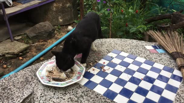 Black Cat eating food on the table — Stock Video