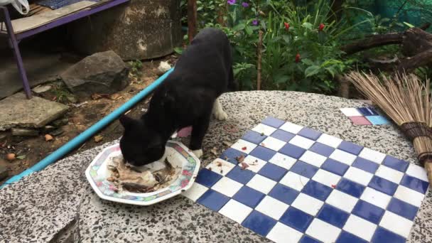 Black Cat eating food on the table — Stock Video