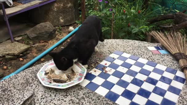 Gato negro comiendo comida en la mesa — Vídeo de stock