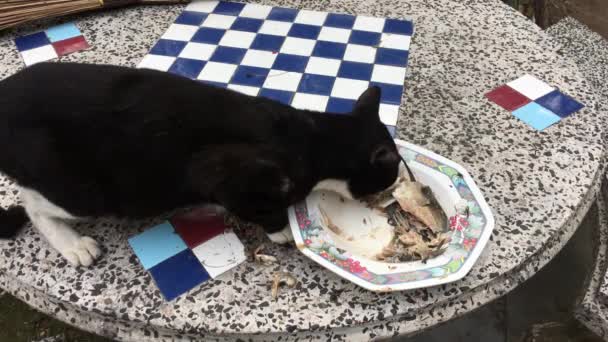 Black Cat eten op tafel — Stockvideo