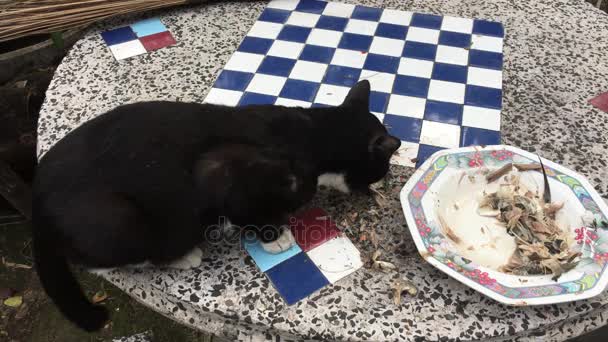 Black Cat eten op tafel — Stockvideo