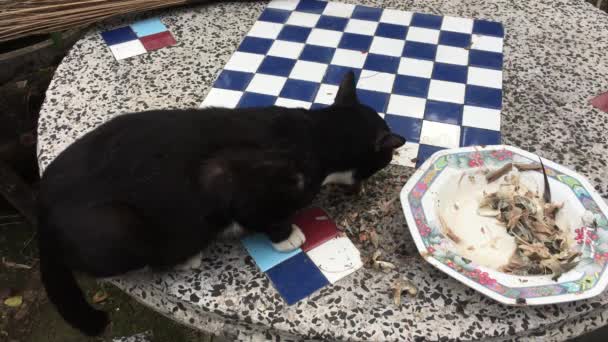 Fekete macska eszik az élelmiszer az asztalra — Stock videók