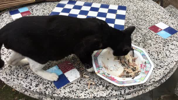 Gato preto comendo comida na mesa — Vídeo de Stock