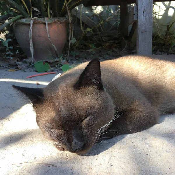 Cat sleeping on the floor — Stock Photo, Image