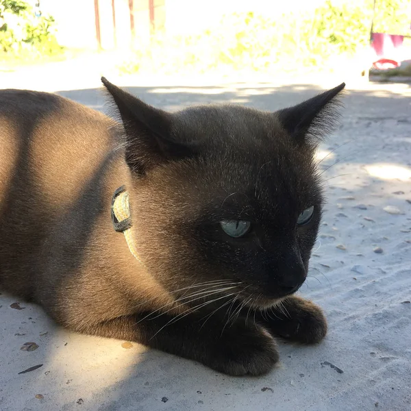 Le chat est allongé aux repas — Photo