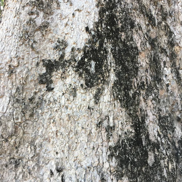 The bark of the tree — Stock Photo, Image