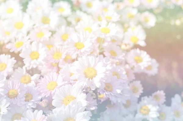 Vintage tonen blommor bakgrund — Stockfoto