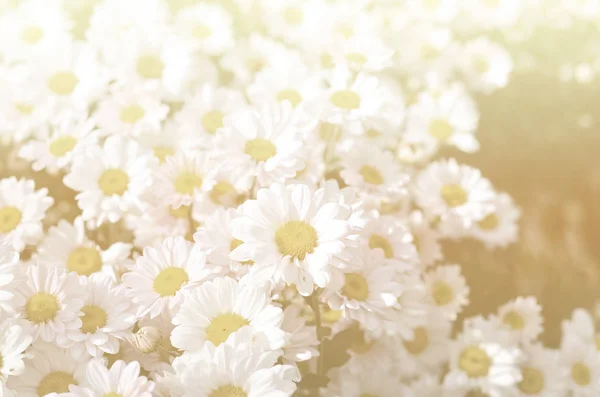 빈티지 톤 꽃 배경 — 스톡 사진