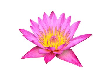 Lotus beyaz zemin üzerine