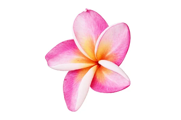 Frangipani на белом фоне Стоковая Картинка