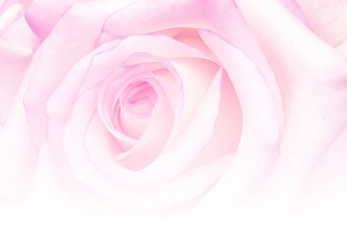 Romantik vintage soyut gül çiçek arka plan bulanık