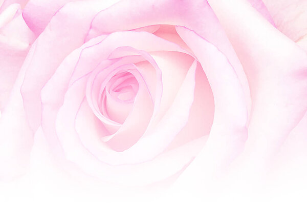 Romantic vintage Rose with Abstract blurred flower background