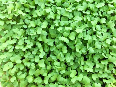 Ağaç yaprakları kalp dolu bahçe vardır.