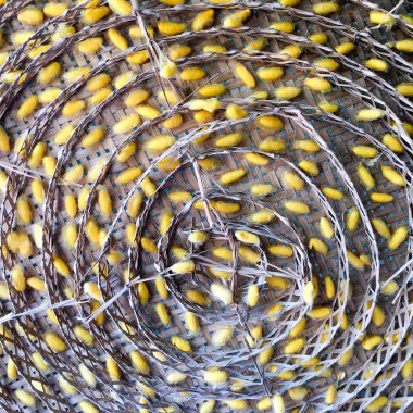 Koza İpek Tayland için.